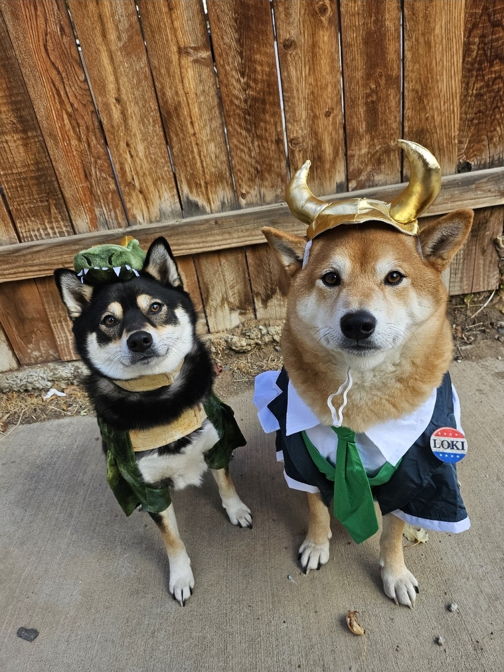 Loki Dog Costumes (2)